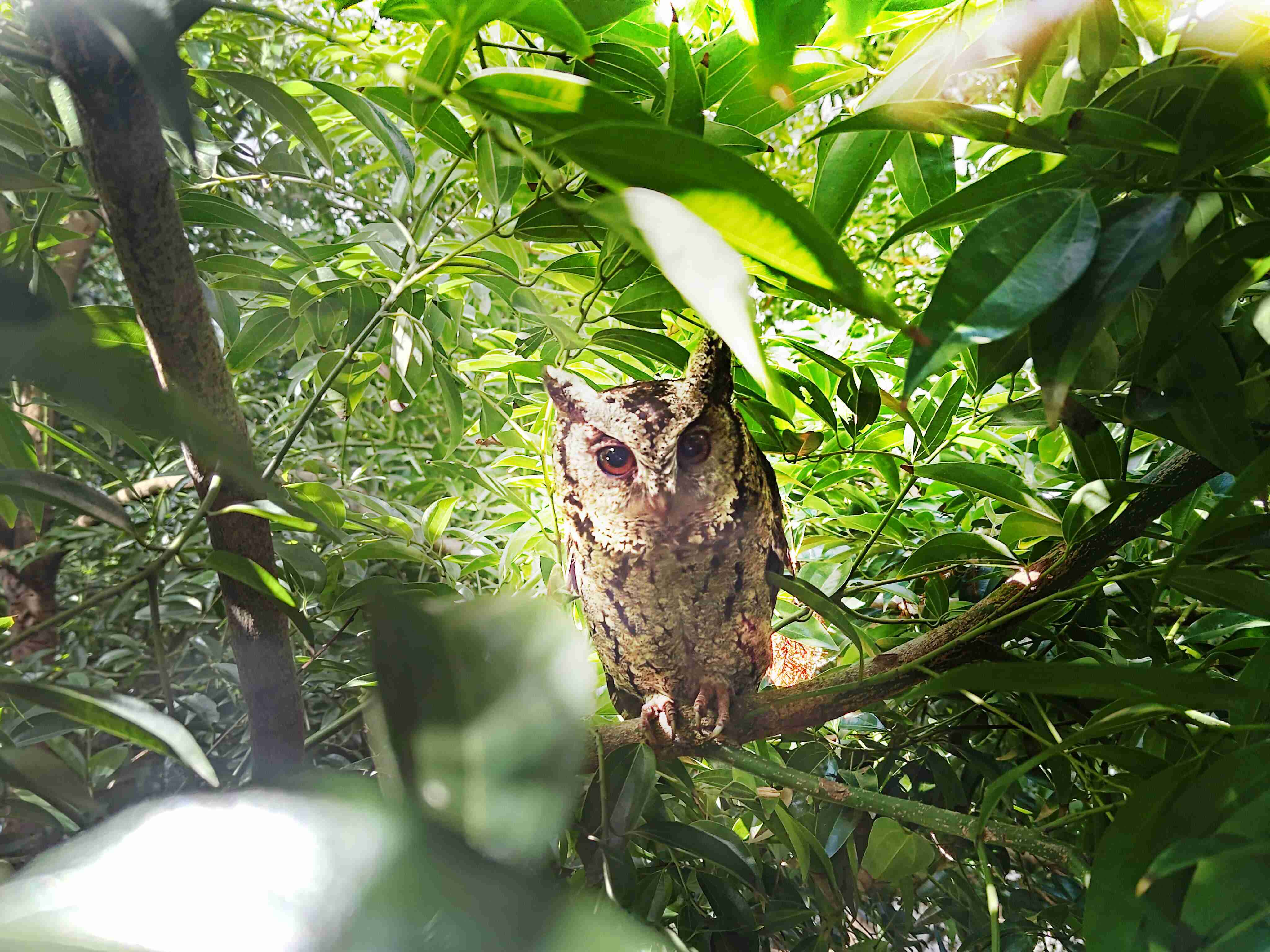 传奇国际致力提倡净零绿生活，，，，16年以来在全球各厂区植树逾百万棵，，，，造就各厂区树木蔚然成林，，犹如森林工厂，，成为许多生物的栖息地